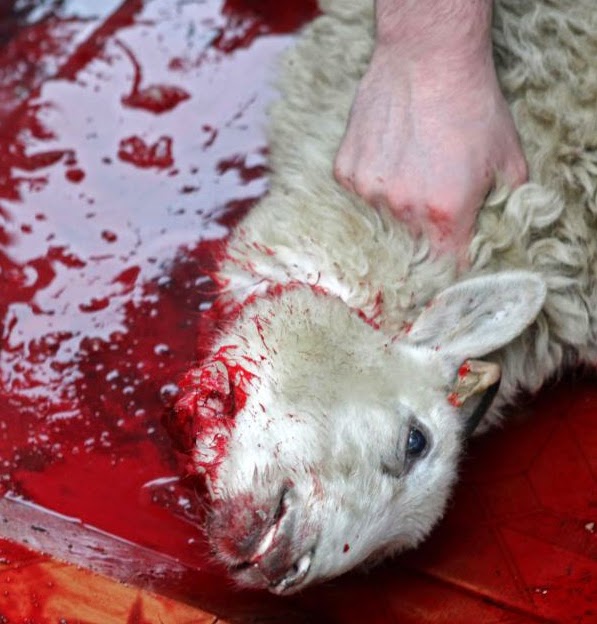animalsacrifice.jpg