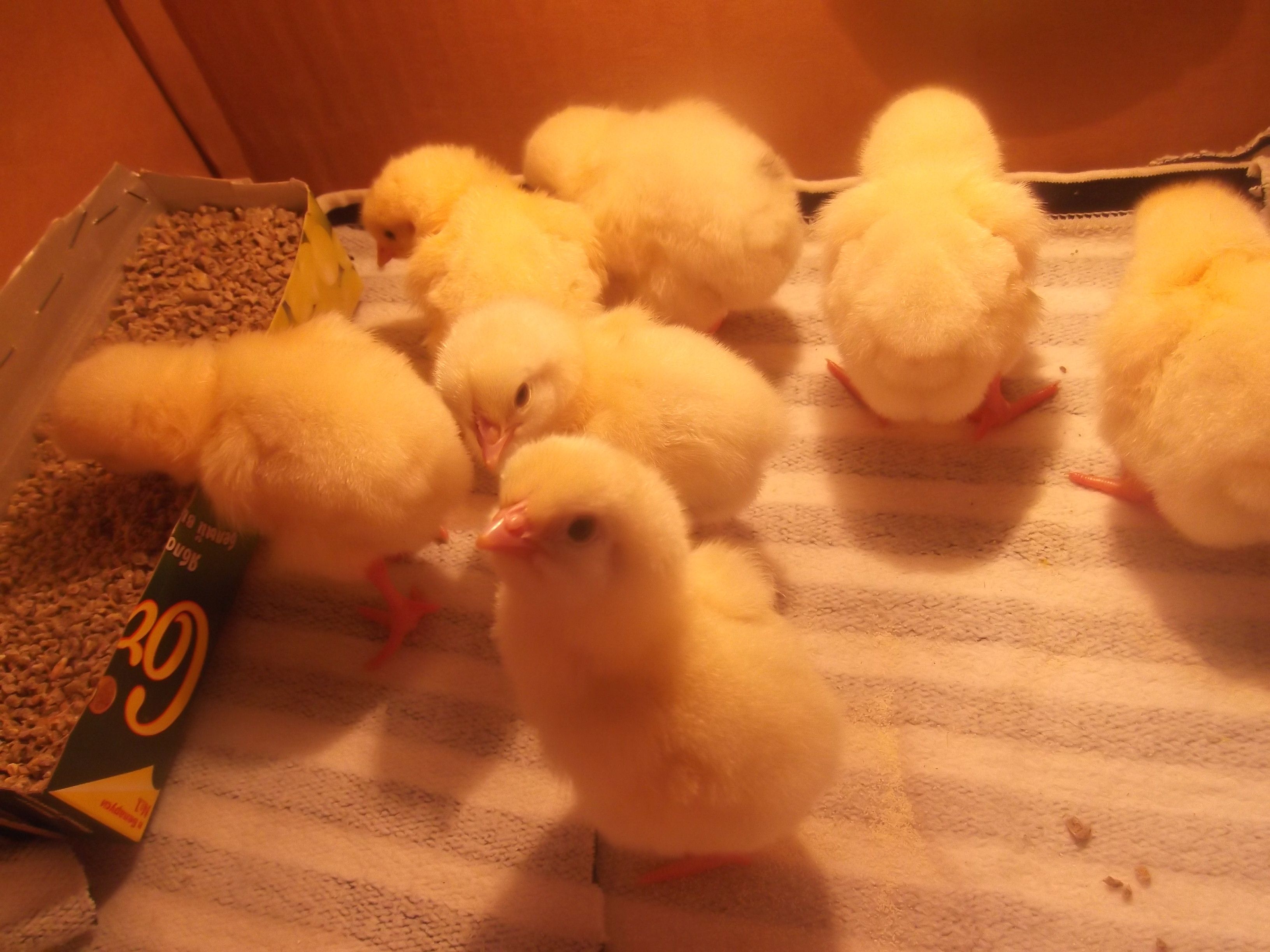 Цыплята первой недели. Цыплята бройлеры. Подросшие цыплята. Цыплёнок домашний. Цыпленок вырос.