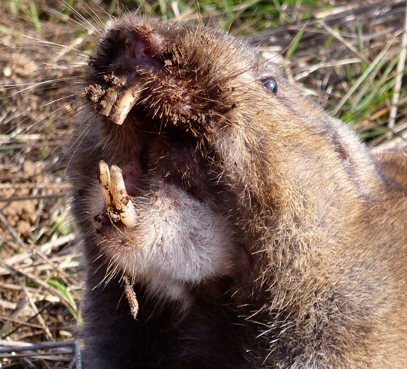 Camas_pocket_gopher_(2)_crop.jpg