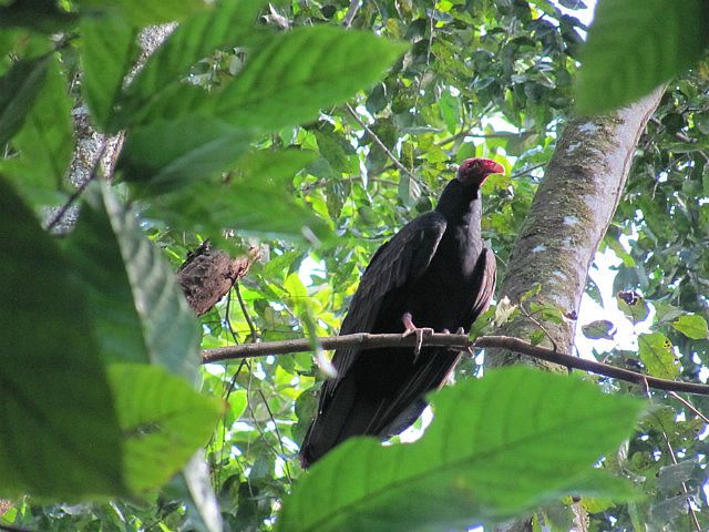 1.1419033600.turkey-vulture.jpg