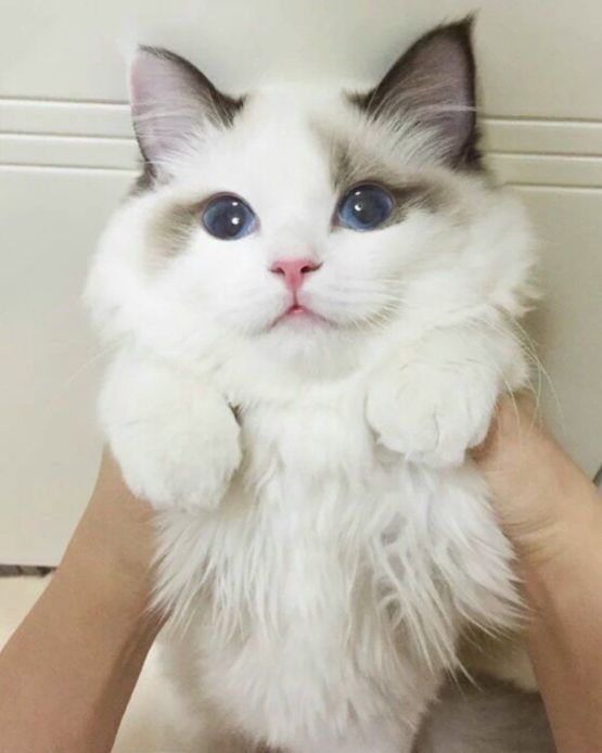 this-is-one-gorgeous-looking-kitty.jpg