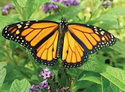 butterfly_monarch.jpg