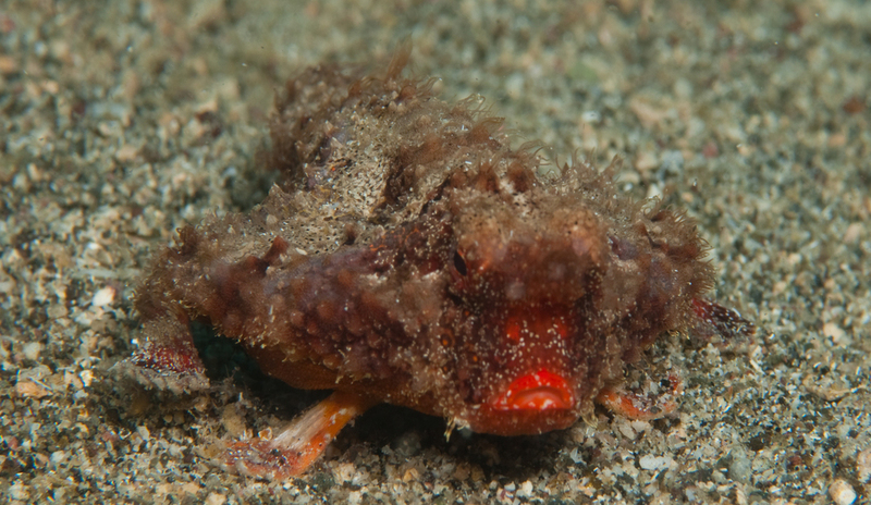 red-lipped batfish.jpg