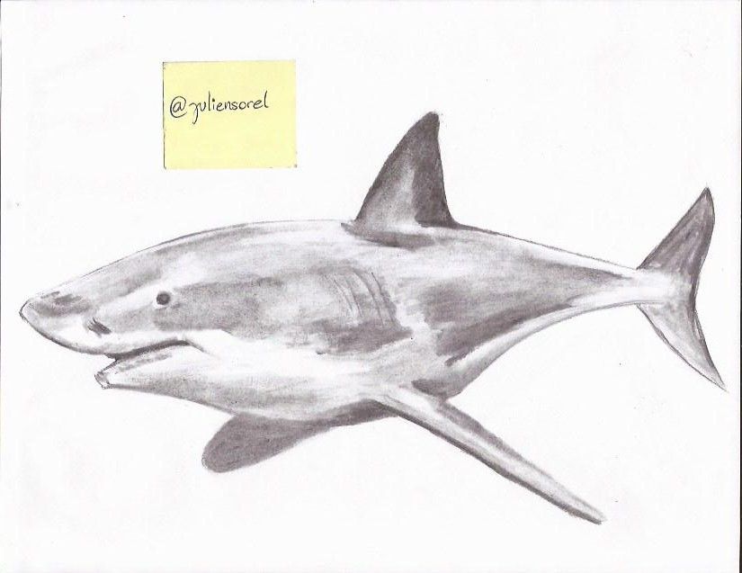 Tiburón.jpg