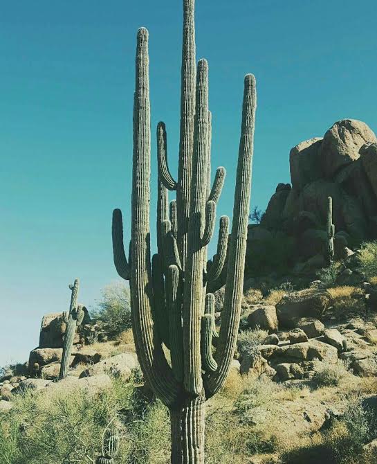 cacti2.jpg