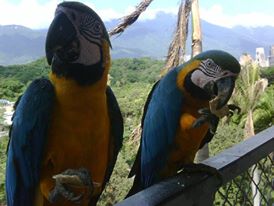 Guacamaya.jpg