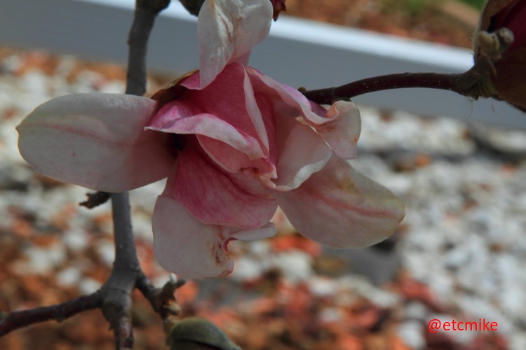 saucer-magnolia-tree-A24-saMag-03.JPG