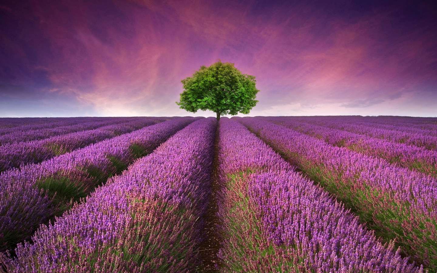 one-tree-in-the-middle-of-the-lavender-field_1440x900.jpg