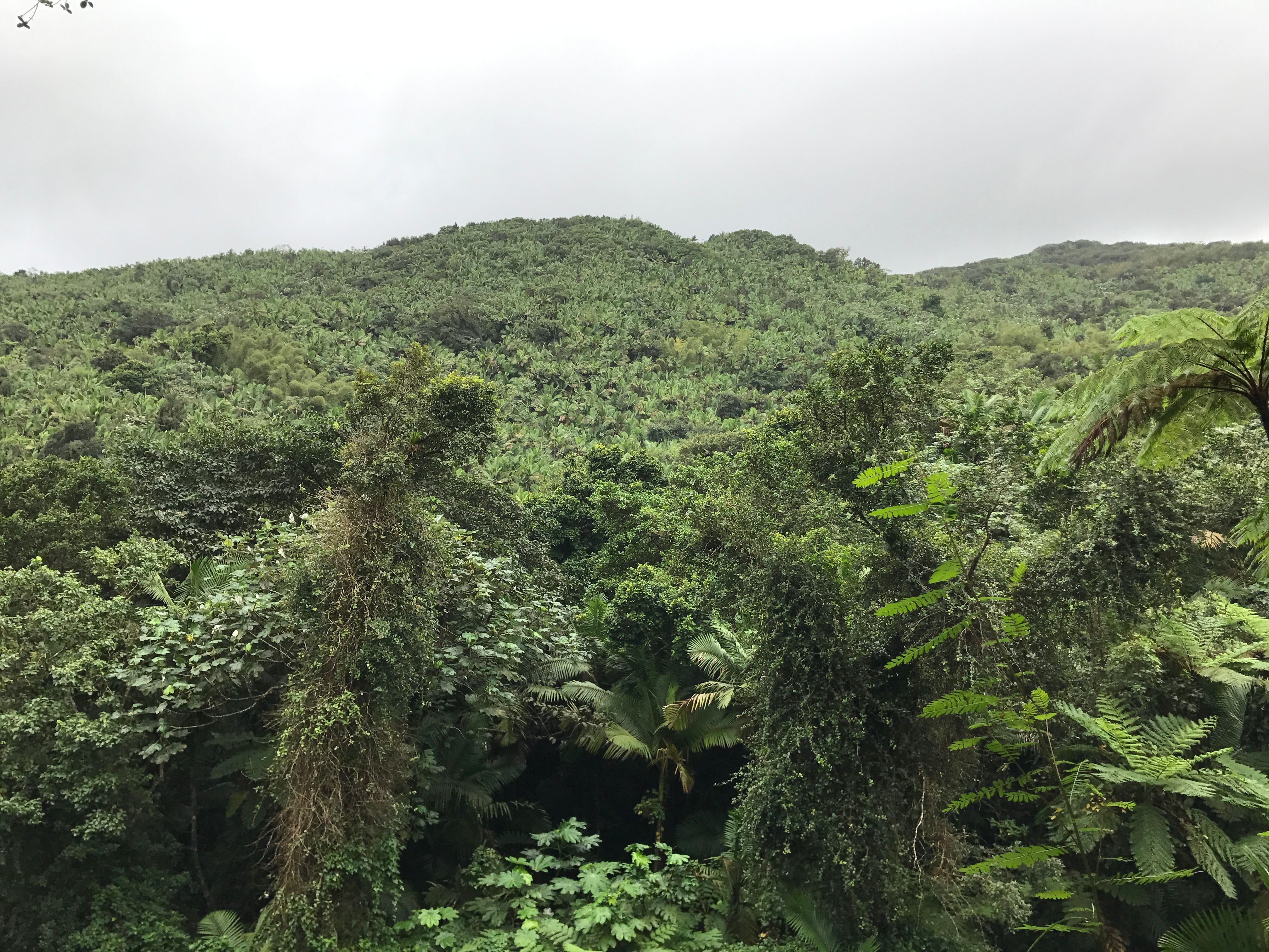 The_El_Yunque_Rain_Forest.jpg