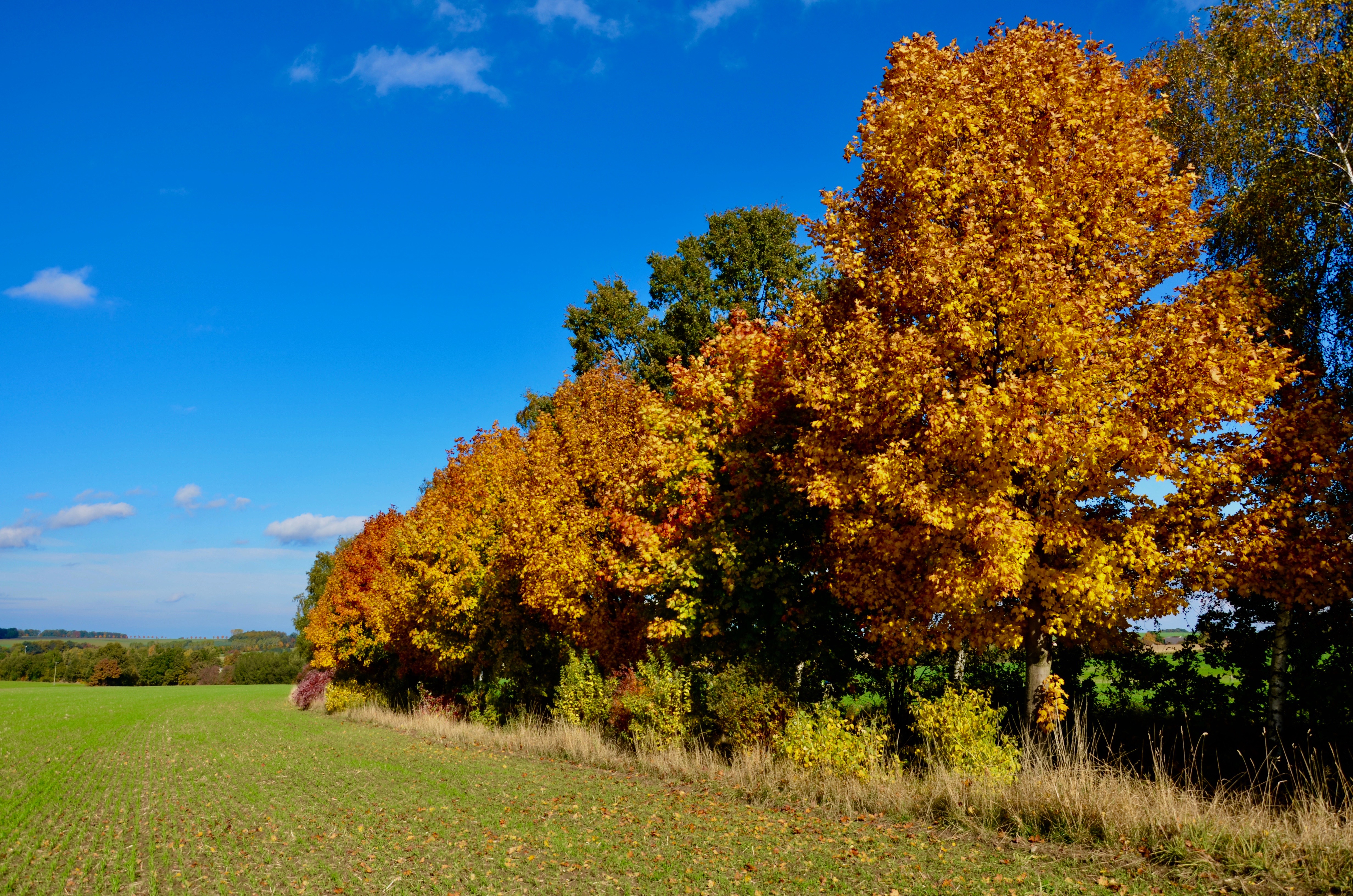 DSC_0284.jpg