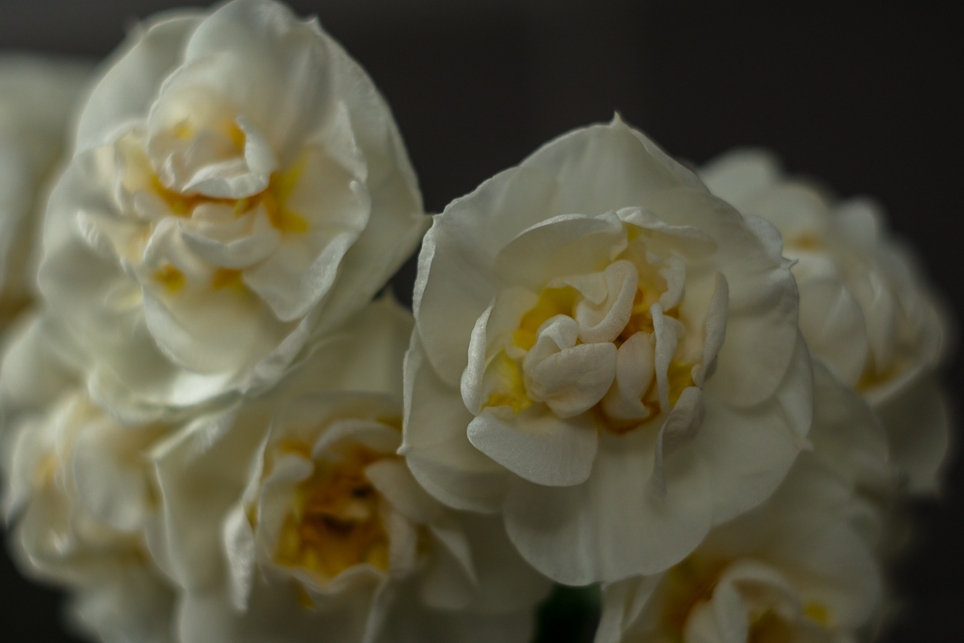 19-02-2018-flowers-04408.jpg