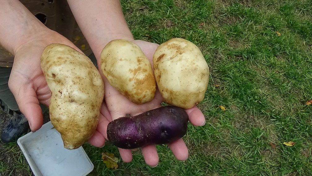 potatoes (11).JPG