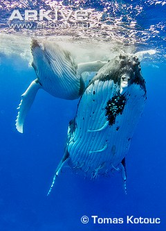 humpback-whale-with-calf.jpg