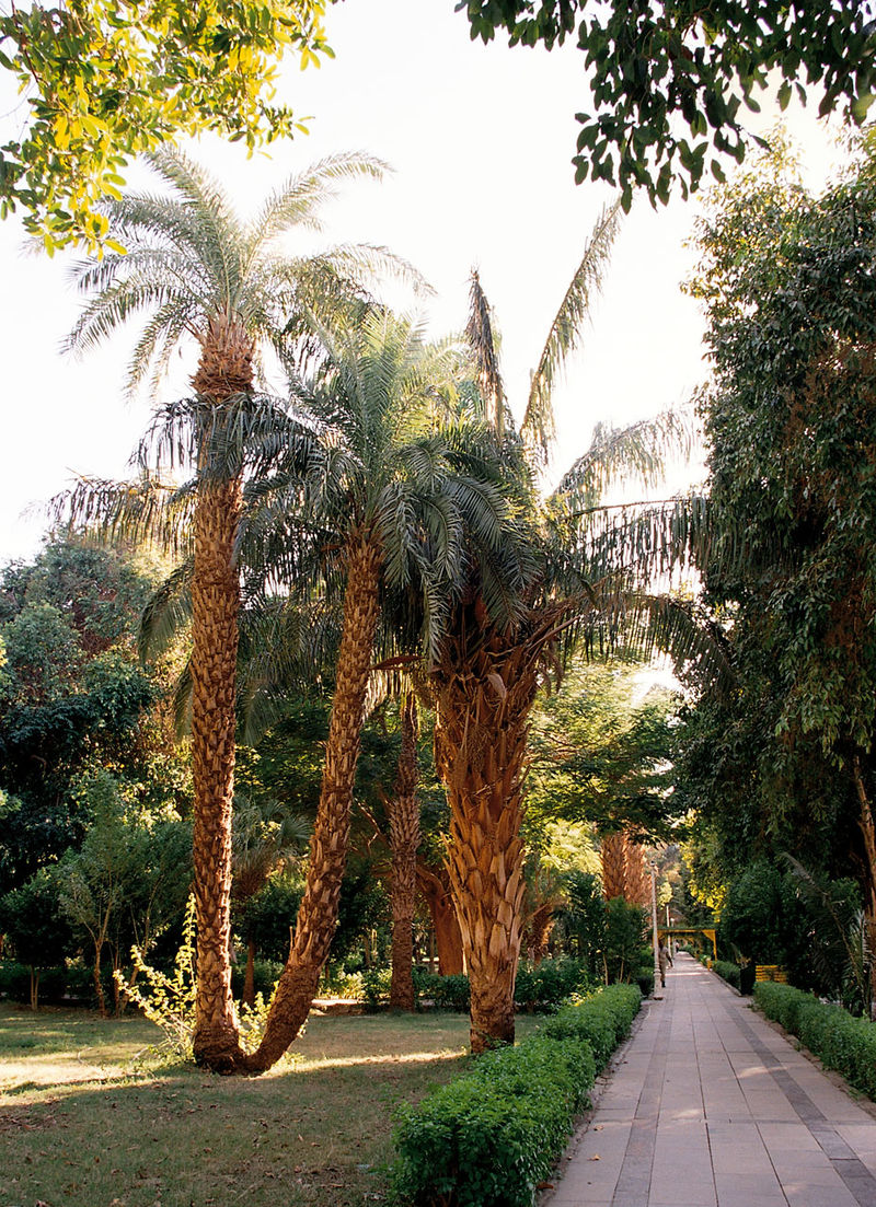 800px-Aswan,_Kitchener's_Island,_palm_trees,_Egypt,_Oct_2004 (1).jpg