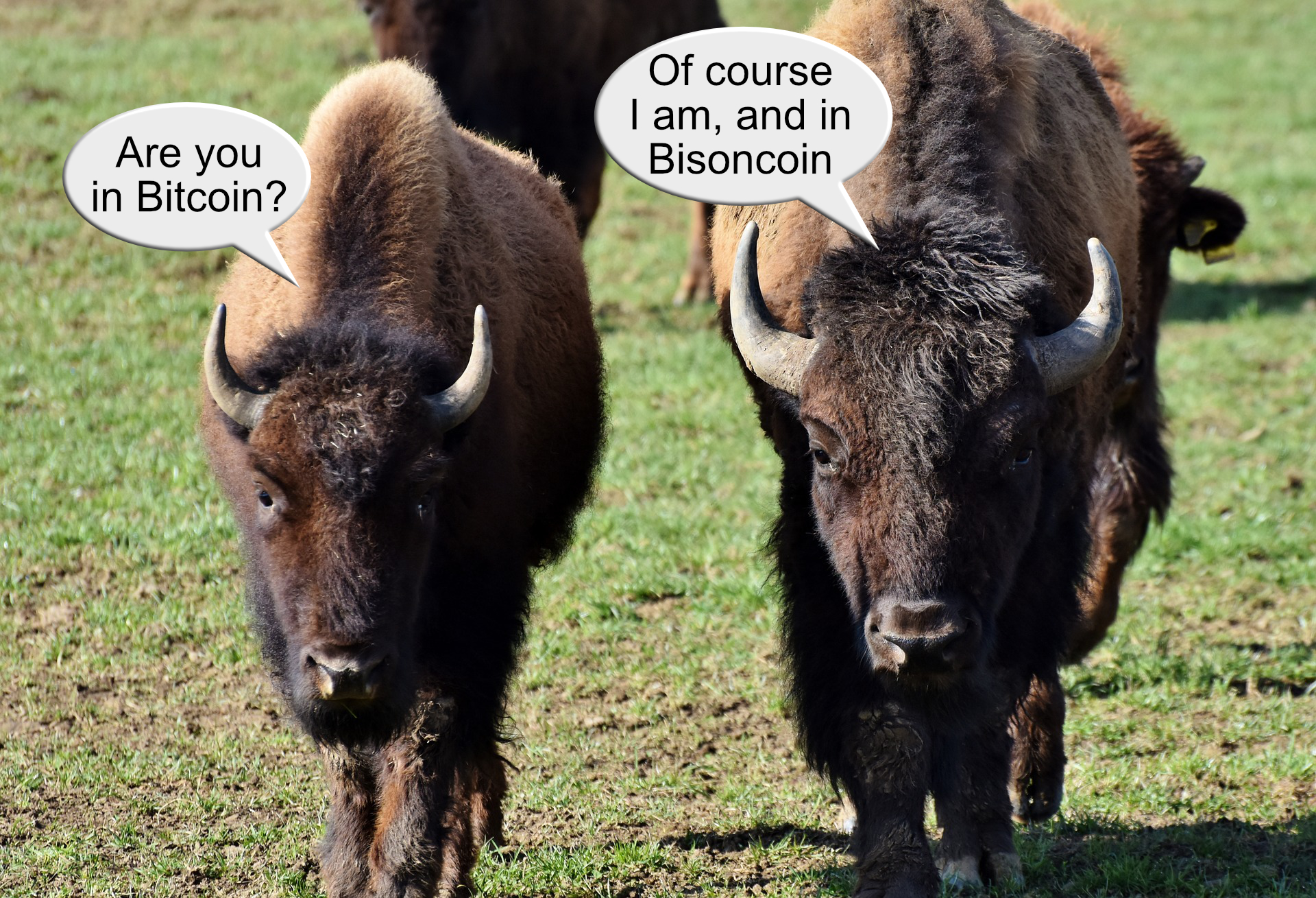 bisons.jpg