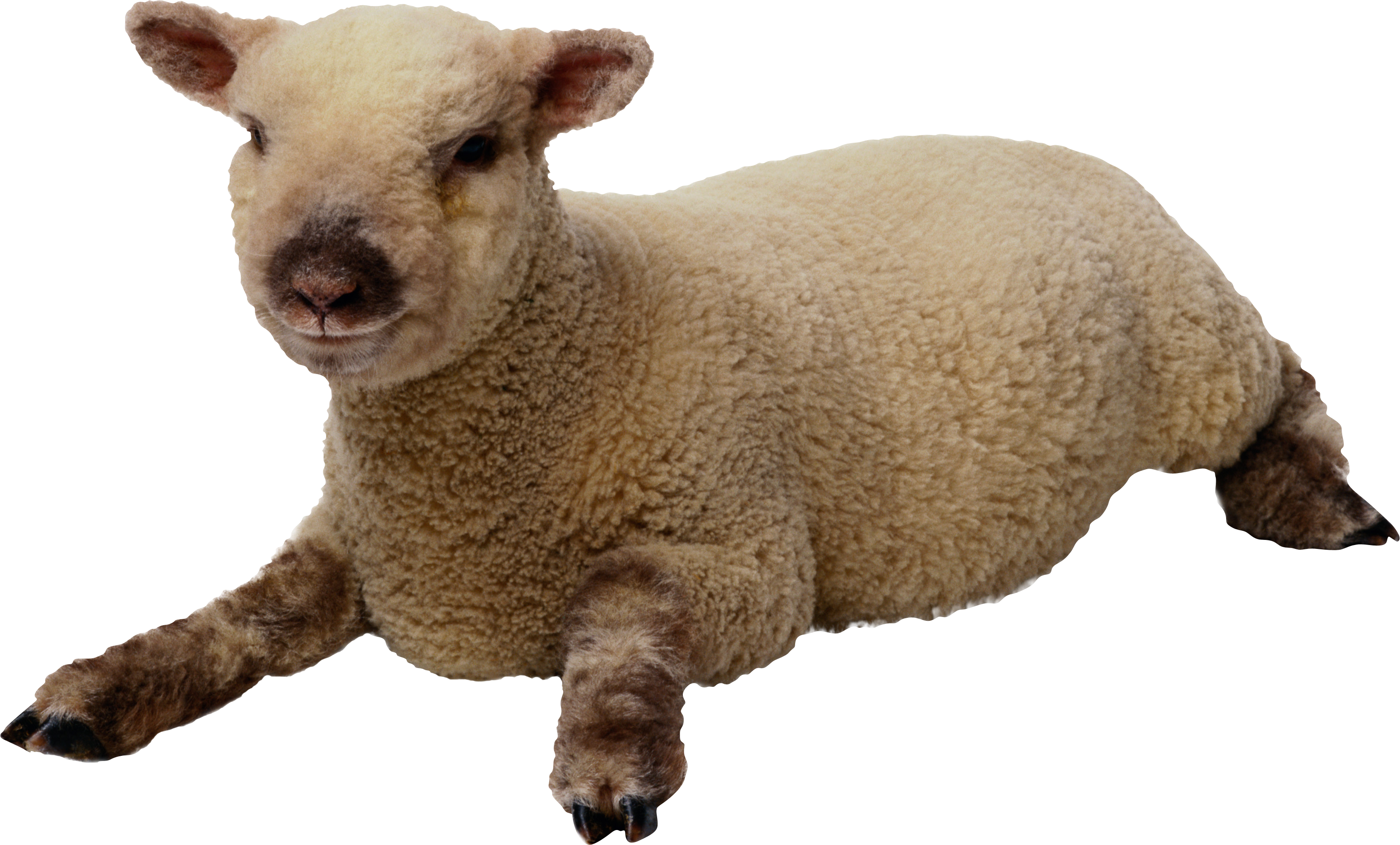 sheep_PNG2720.png