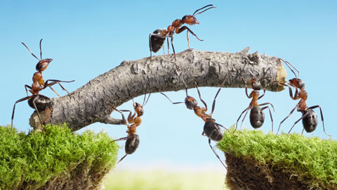 wpid-ants-working-together.jpg
