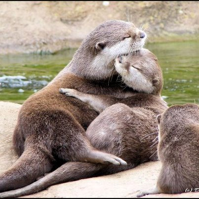 baby walrus and mother.png