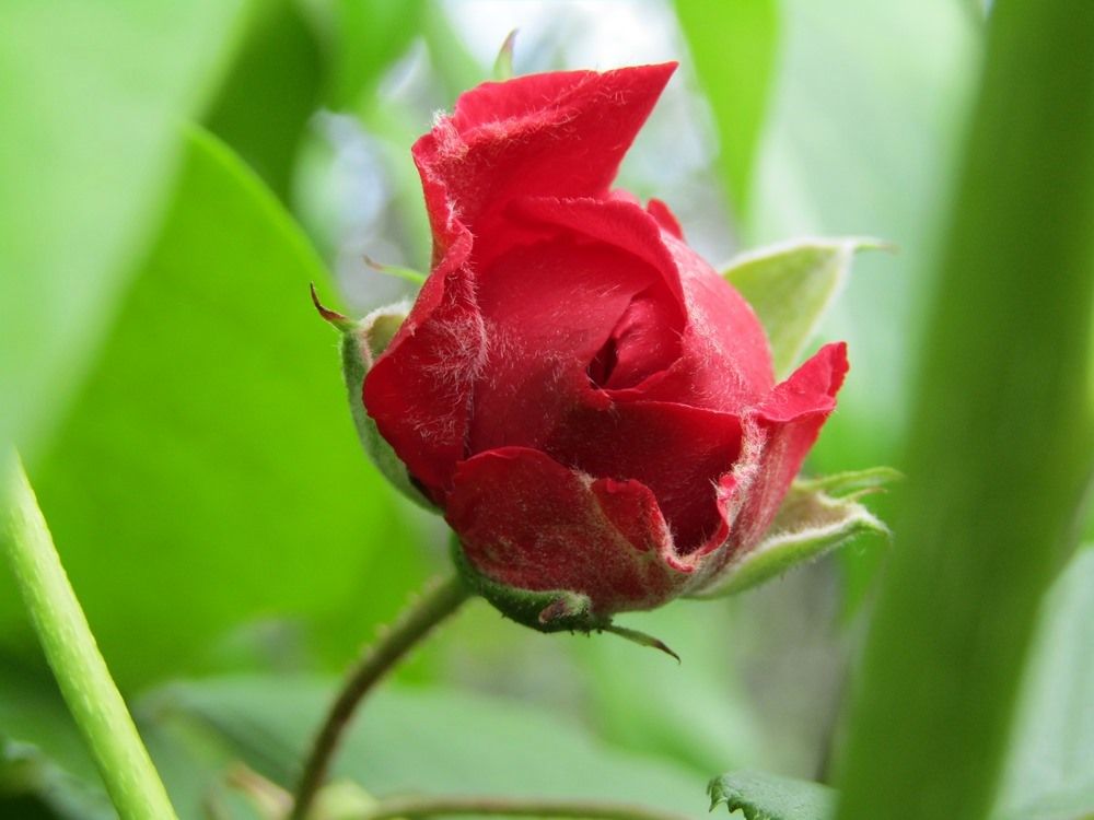 Red rose b.JPG