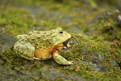 stock-photo-african-bullfrog-is-carnivorous-and-a-voracious-eater-eating-insects-small-rodents-reptiles-729377059.jpg