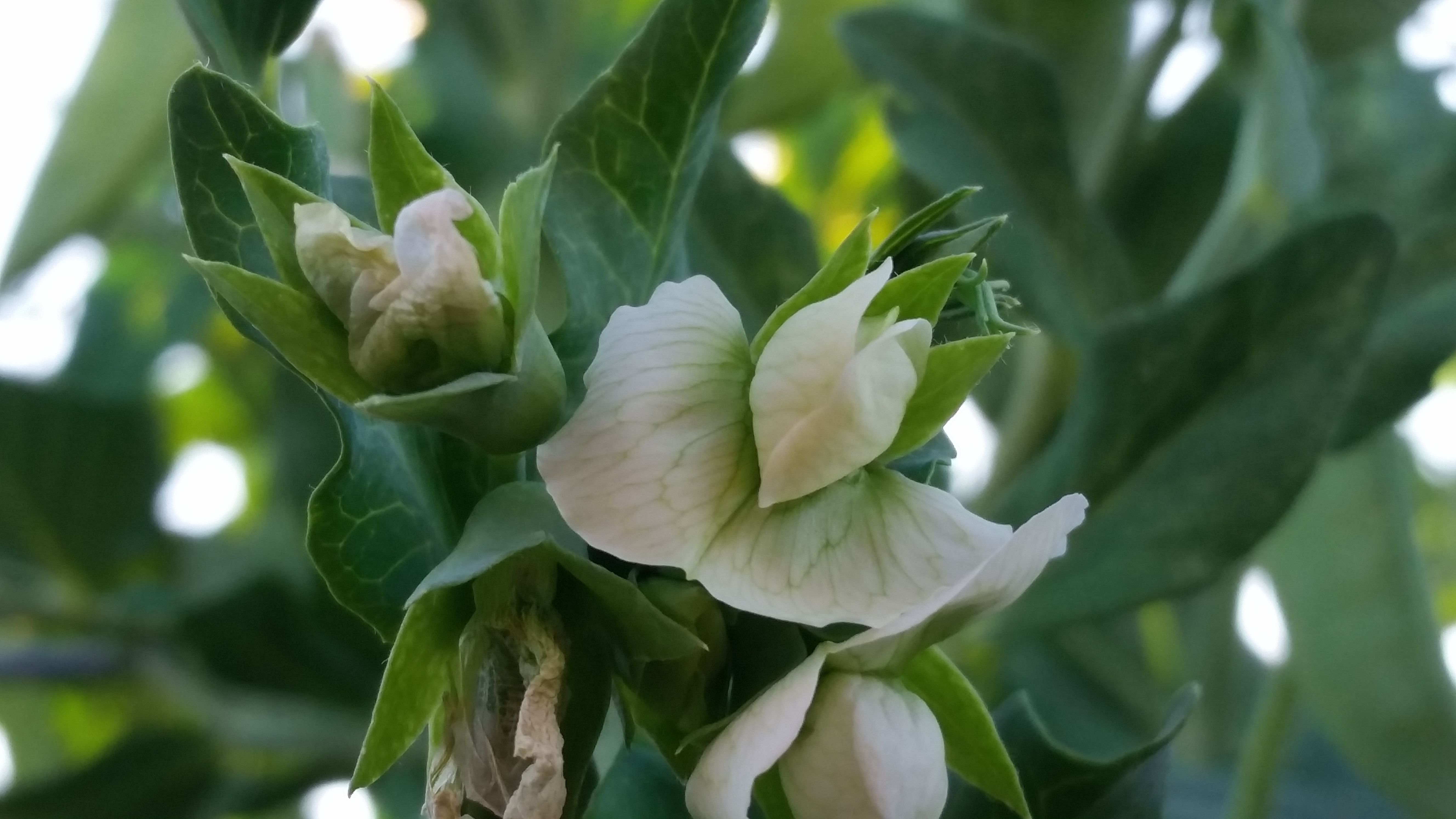 snap peas flower