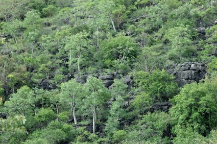 moringa_forest.jpg