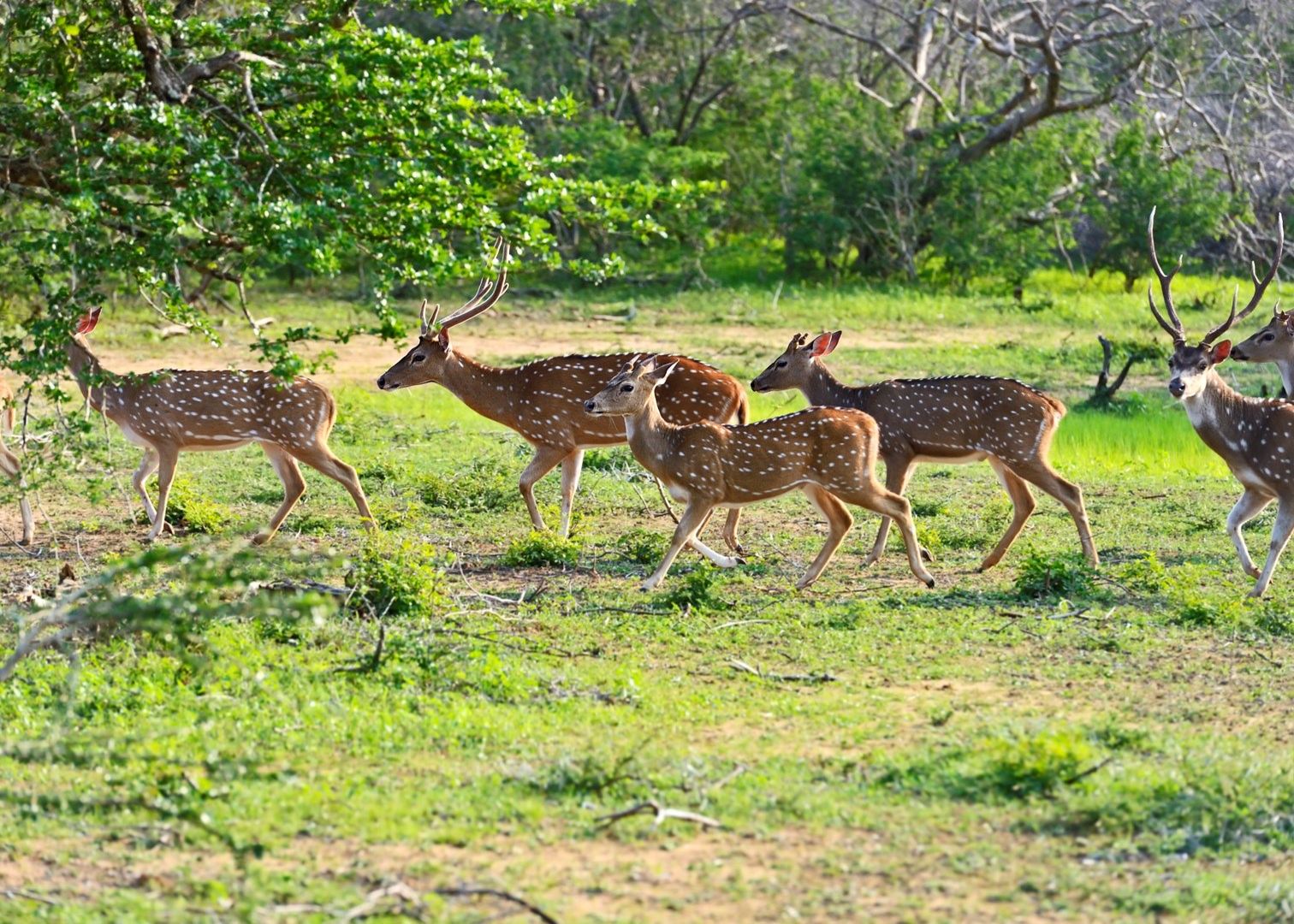 Олень шри ланки 5. Национальный парк Яла Шри Ланка. Сафари Яла Шри Ланка. Национальные парки Яла Шри Ланки сафари. Национальный парк Яла Шри Ланка животные.