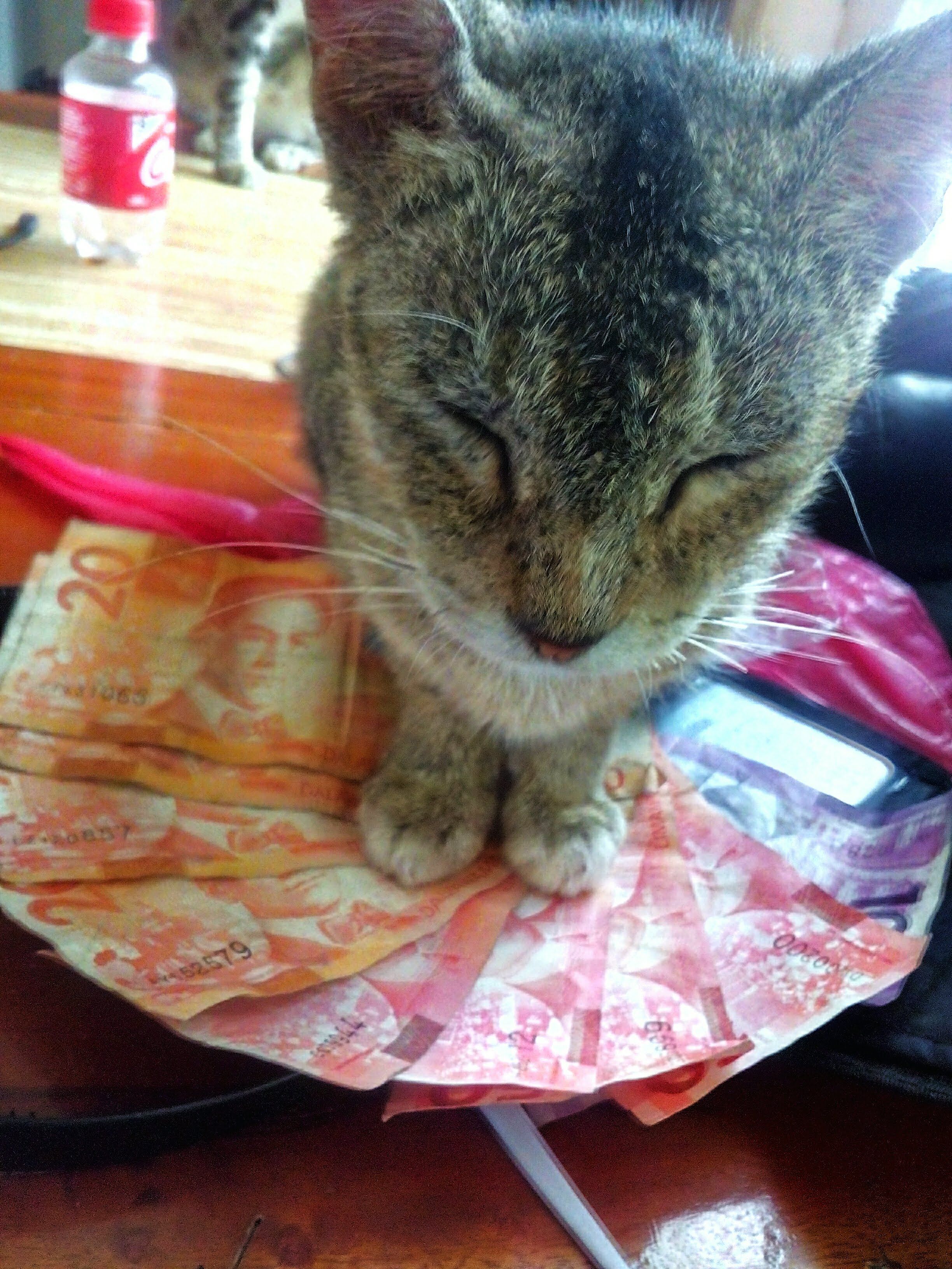 the money cat