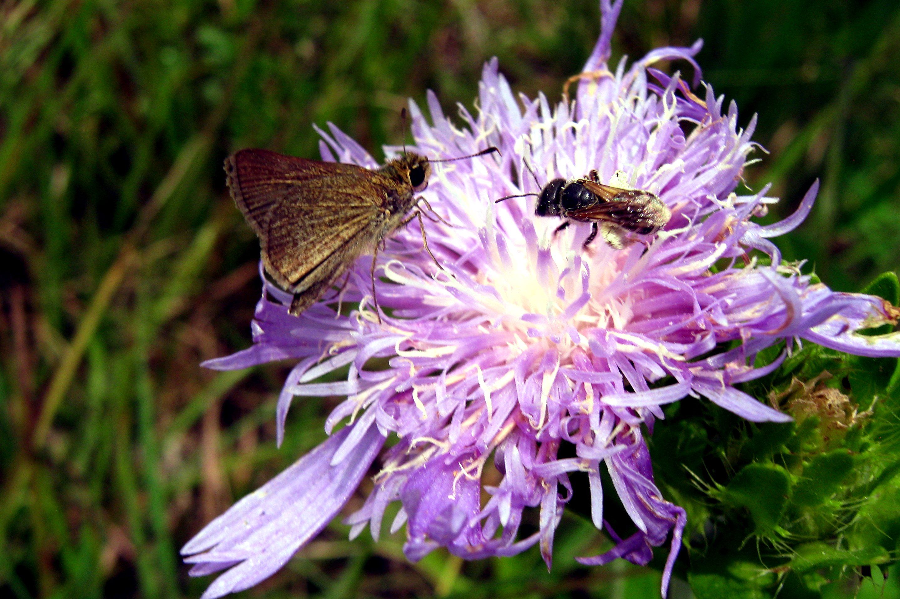 Purple Wildflower 7 8 2017 000.JPG