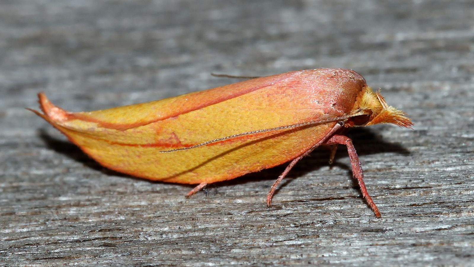 Wingia aurata Golden Leaf Moth MV BY Tas 2017-11-21.jpg