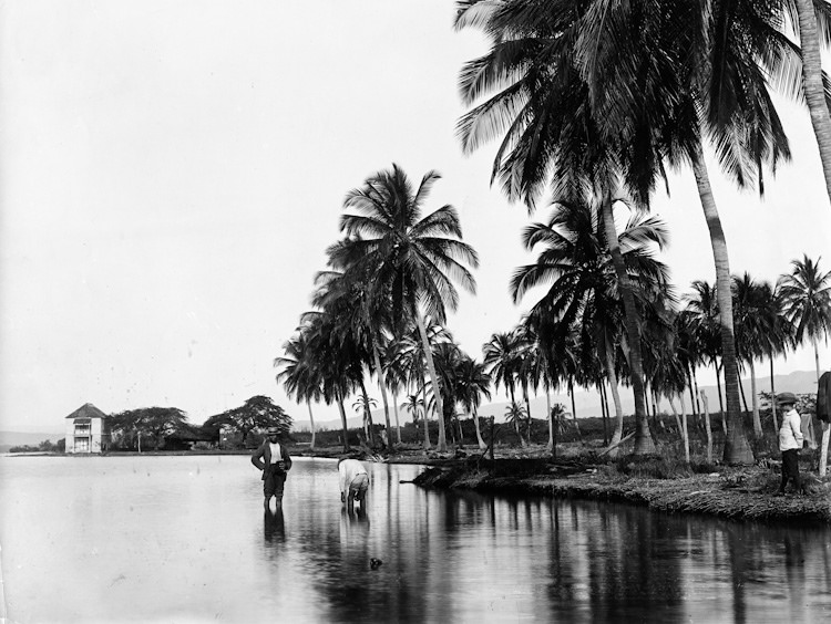 Jamaica before 1900 (7).jpg