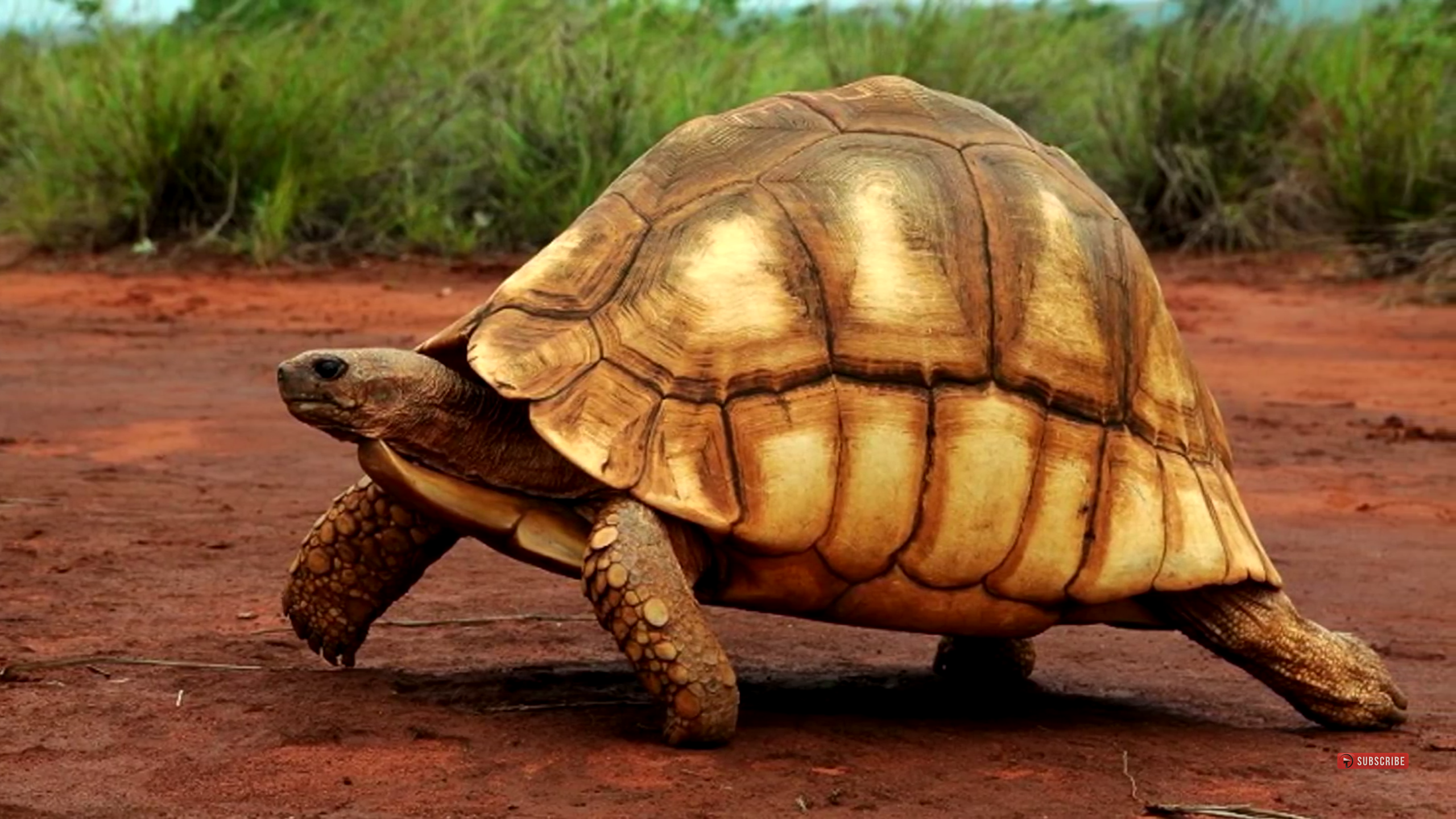 Черепаха 6 букв. Черепаха Тартаруга. Клювогрудая черепаха. Клювогрудая черепаха Мадагаскар. Черепаха Тротилла.