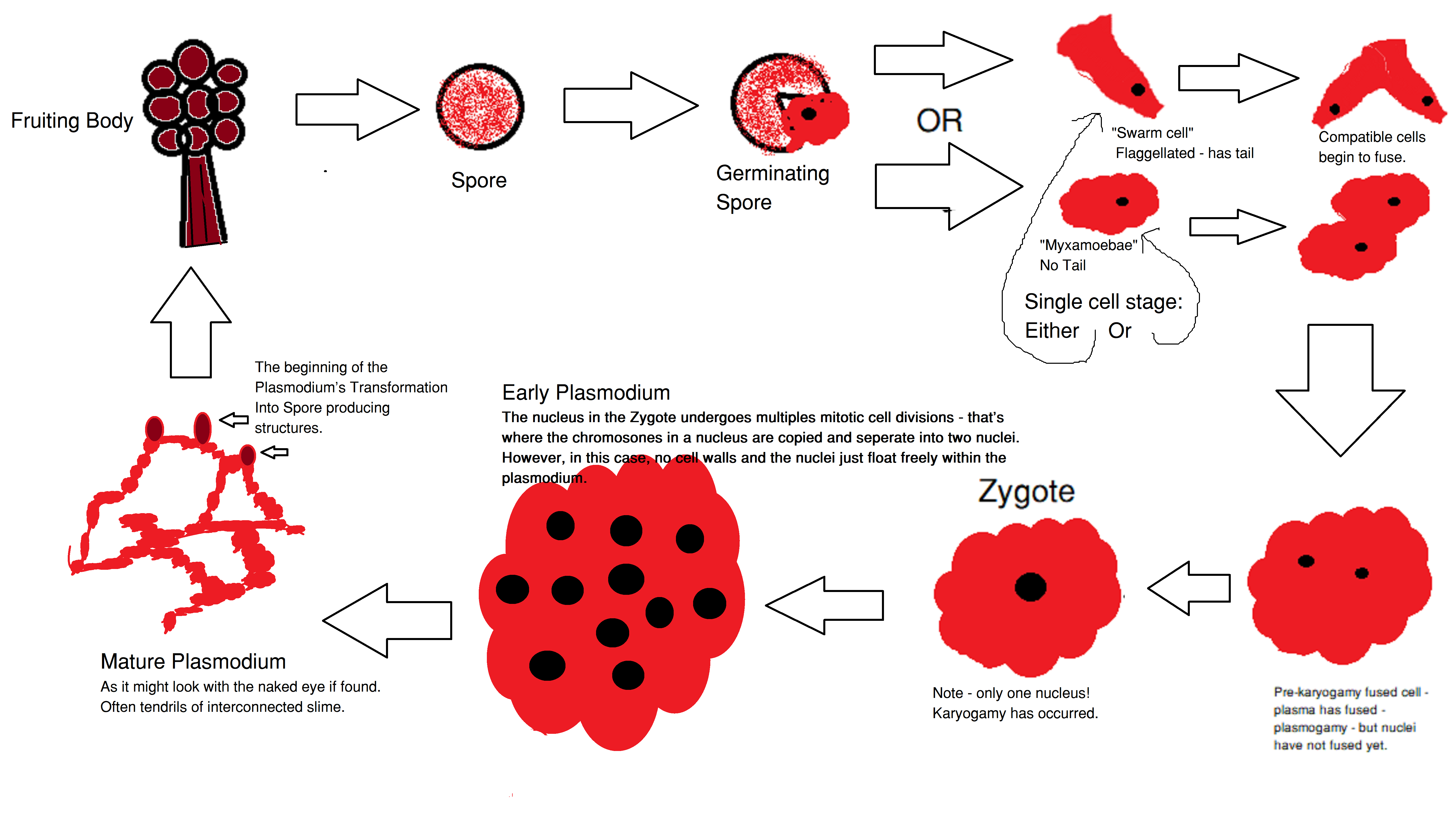 Plasmodial Slime Mold Life Cycle