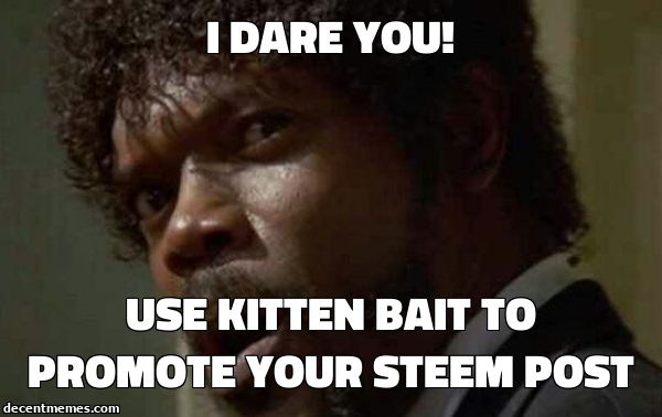 Use Kitten Bait to Promote Your Steem Post.jpg