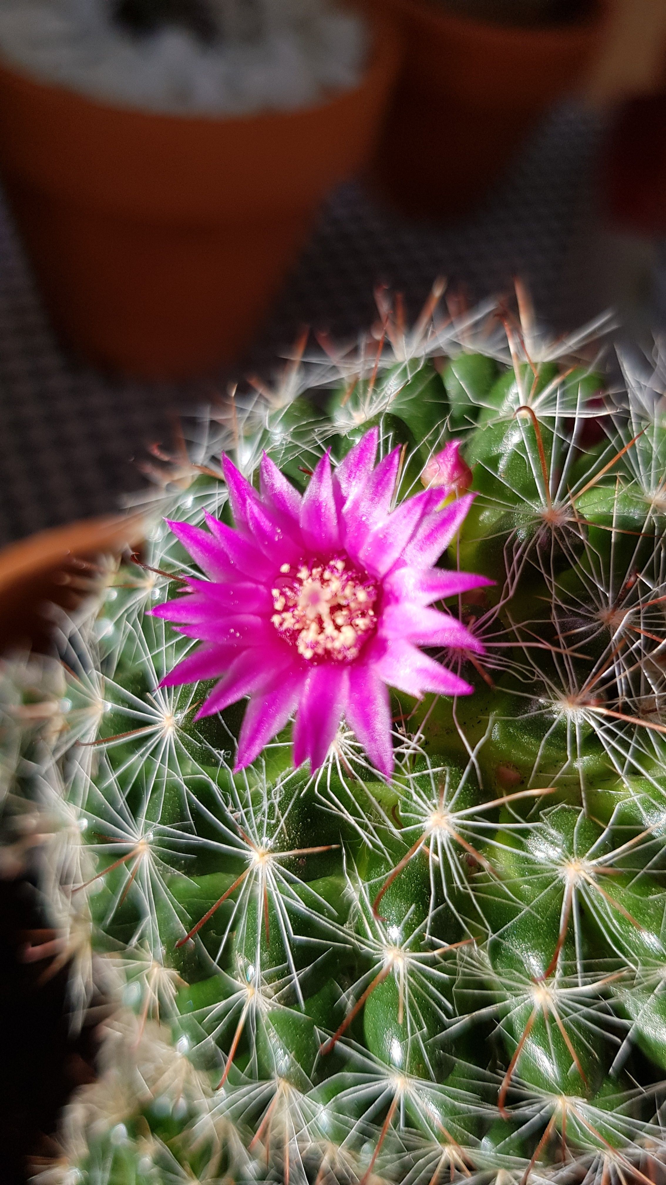 cactus 007.jpg