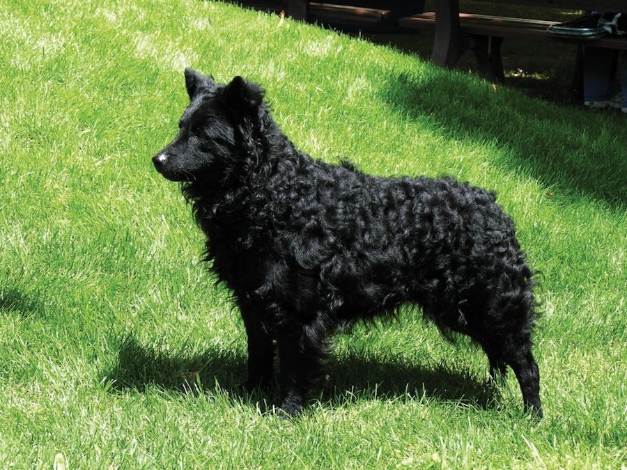 Mudi black dog.jpg