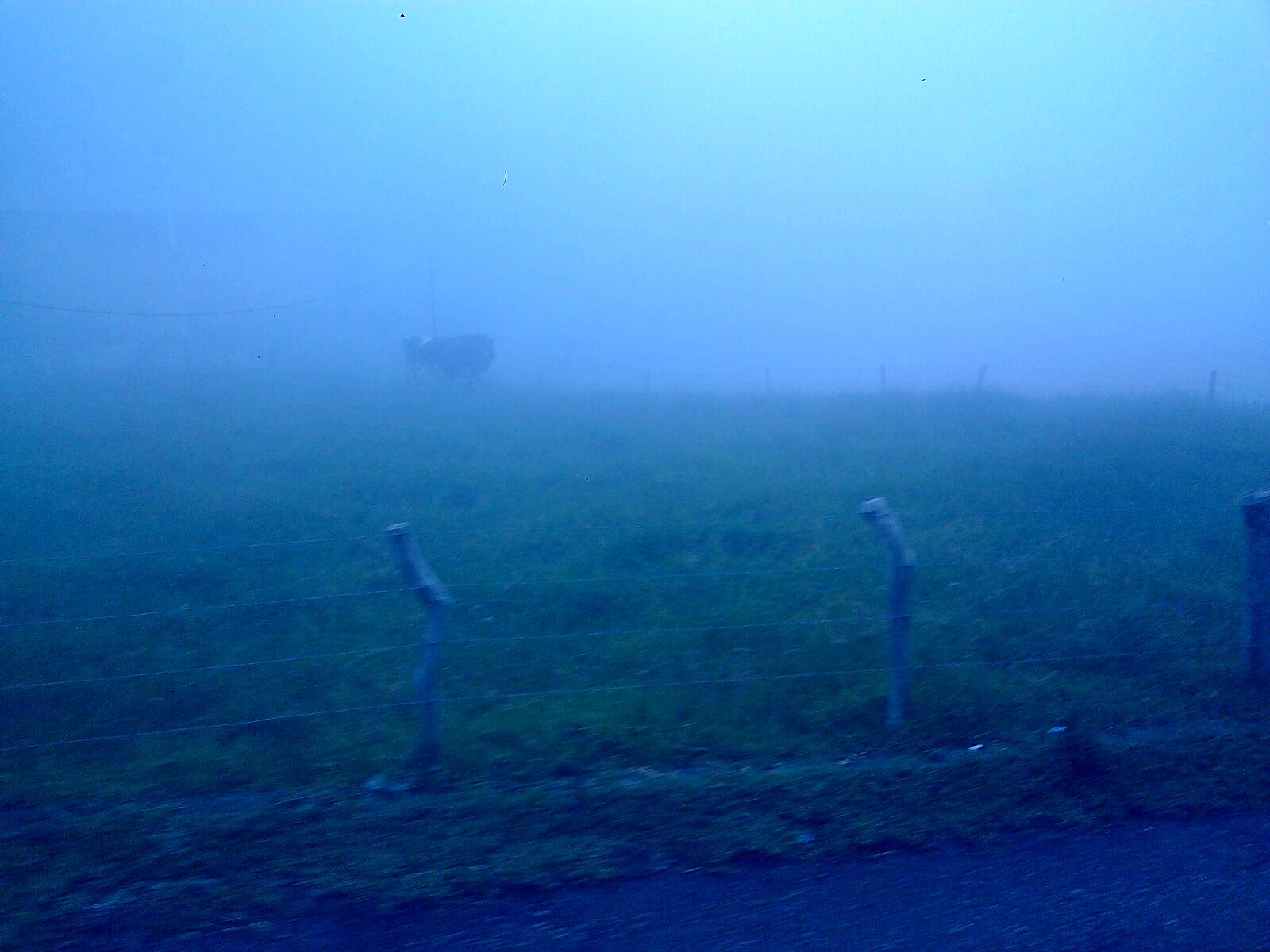 fogcow.jpg