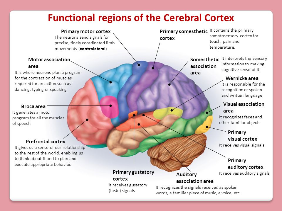 cortex and function of the brain.jpg