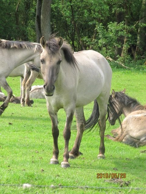 wildhorses1.jpg