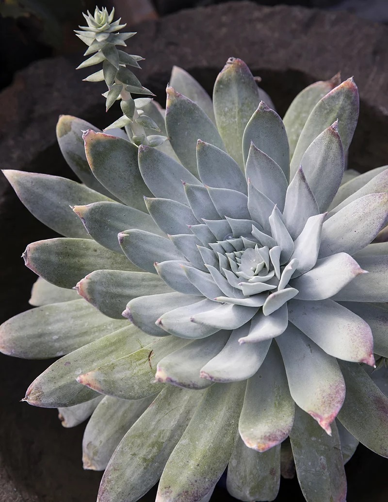 Dudleya.jpg