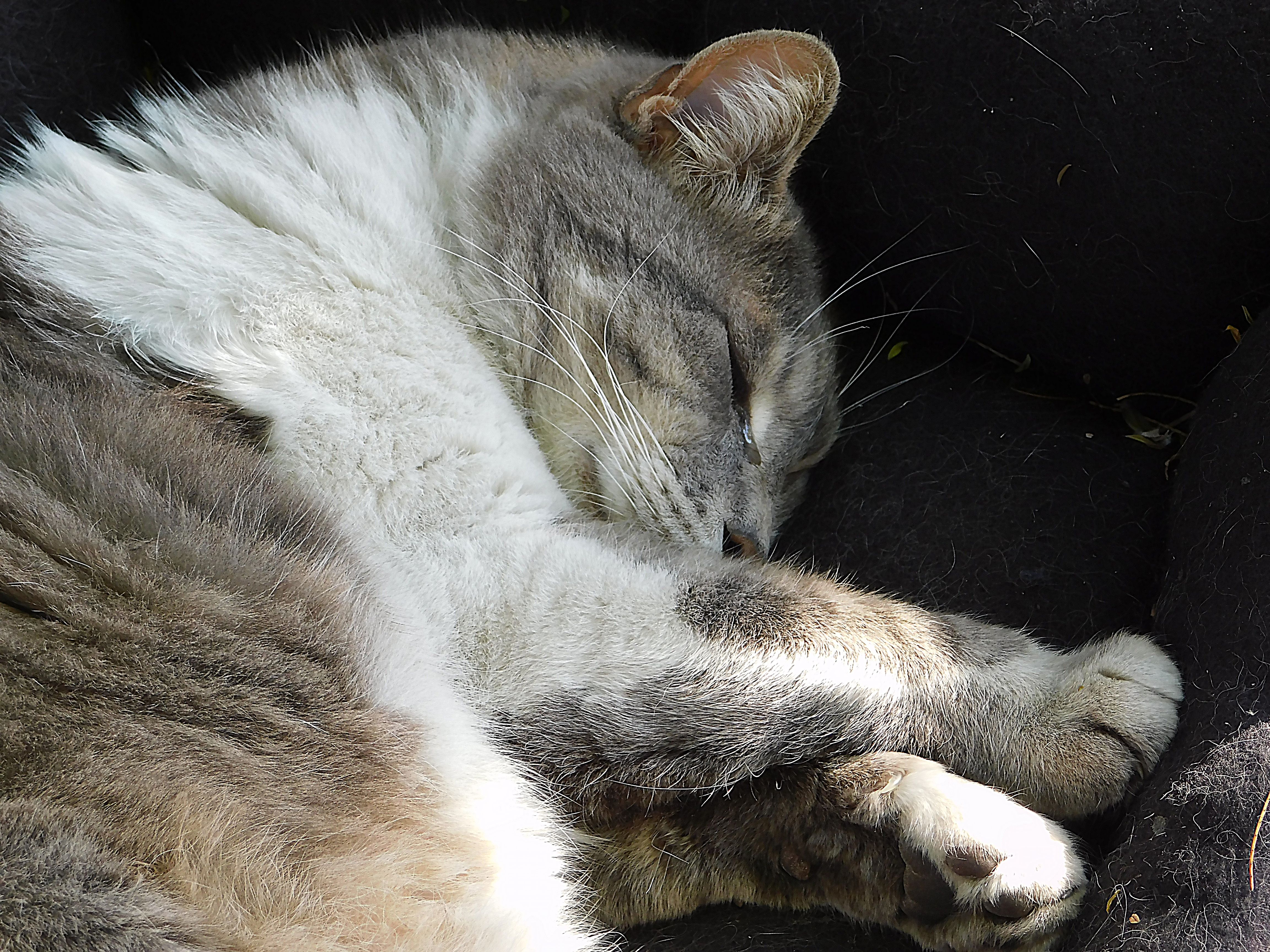 monster, cat, daily pet photography, nature, birds of paradise, jeronimo rubio, all rights reserved, 2018 (3).JPG