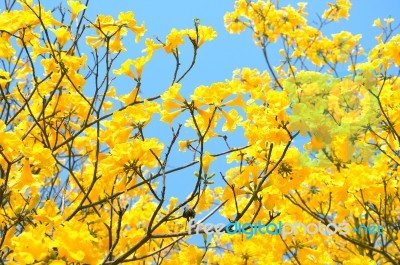 yellow-flowers-bloom-in-spring-100139356.jpg