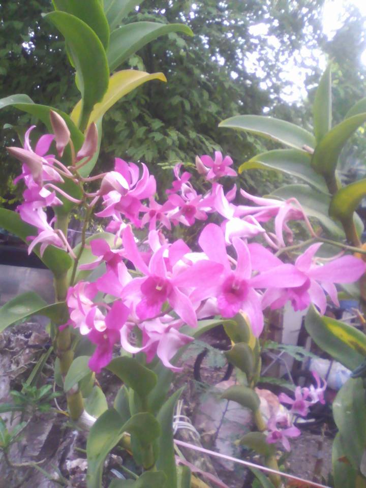 orchids1.jpg
