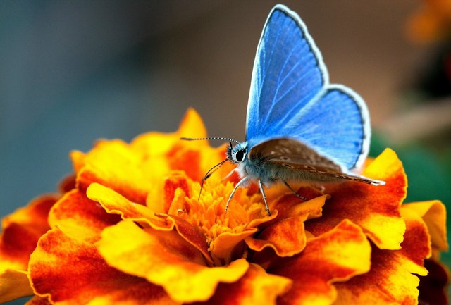 mini-butterfly-images (35).jpg