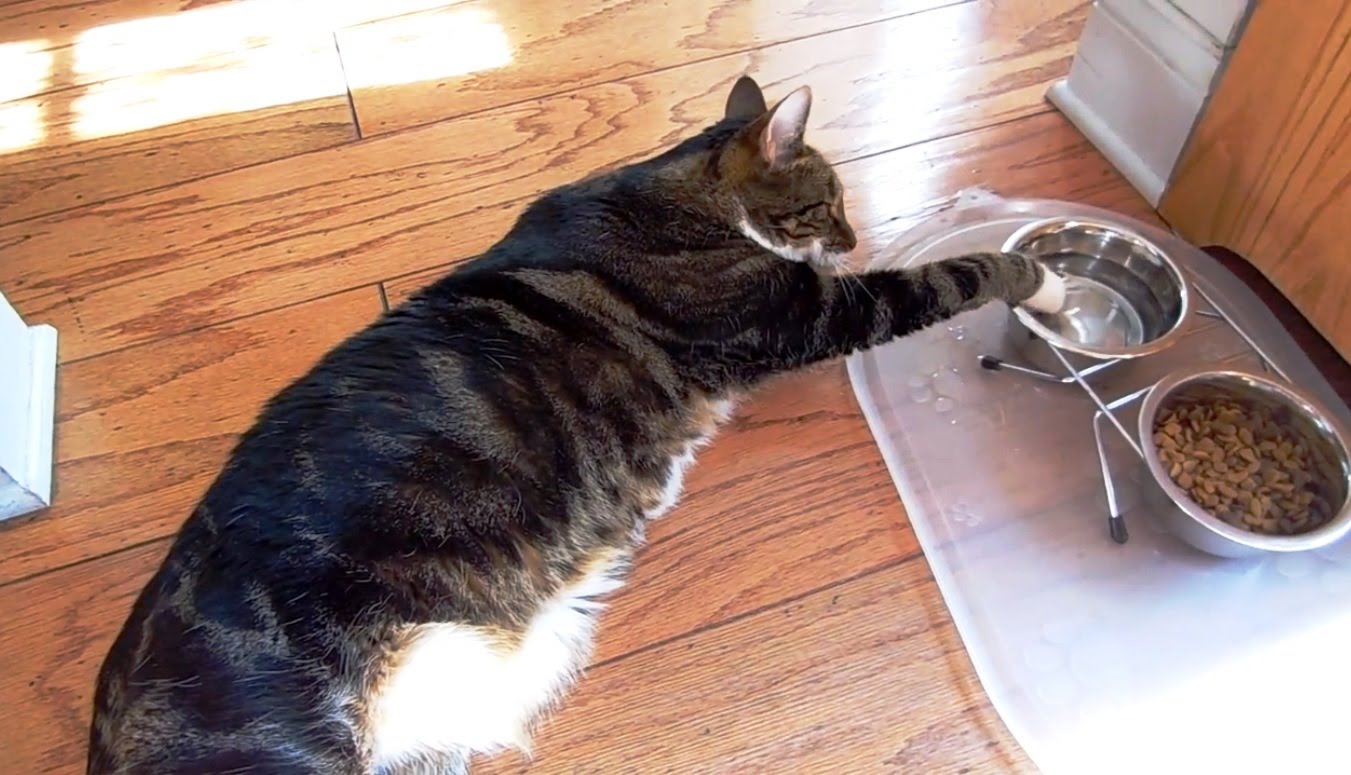 2. sick cat not eating.jpg