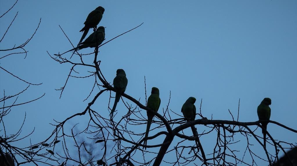 parrots six_1024x768.jpg