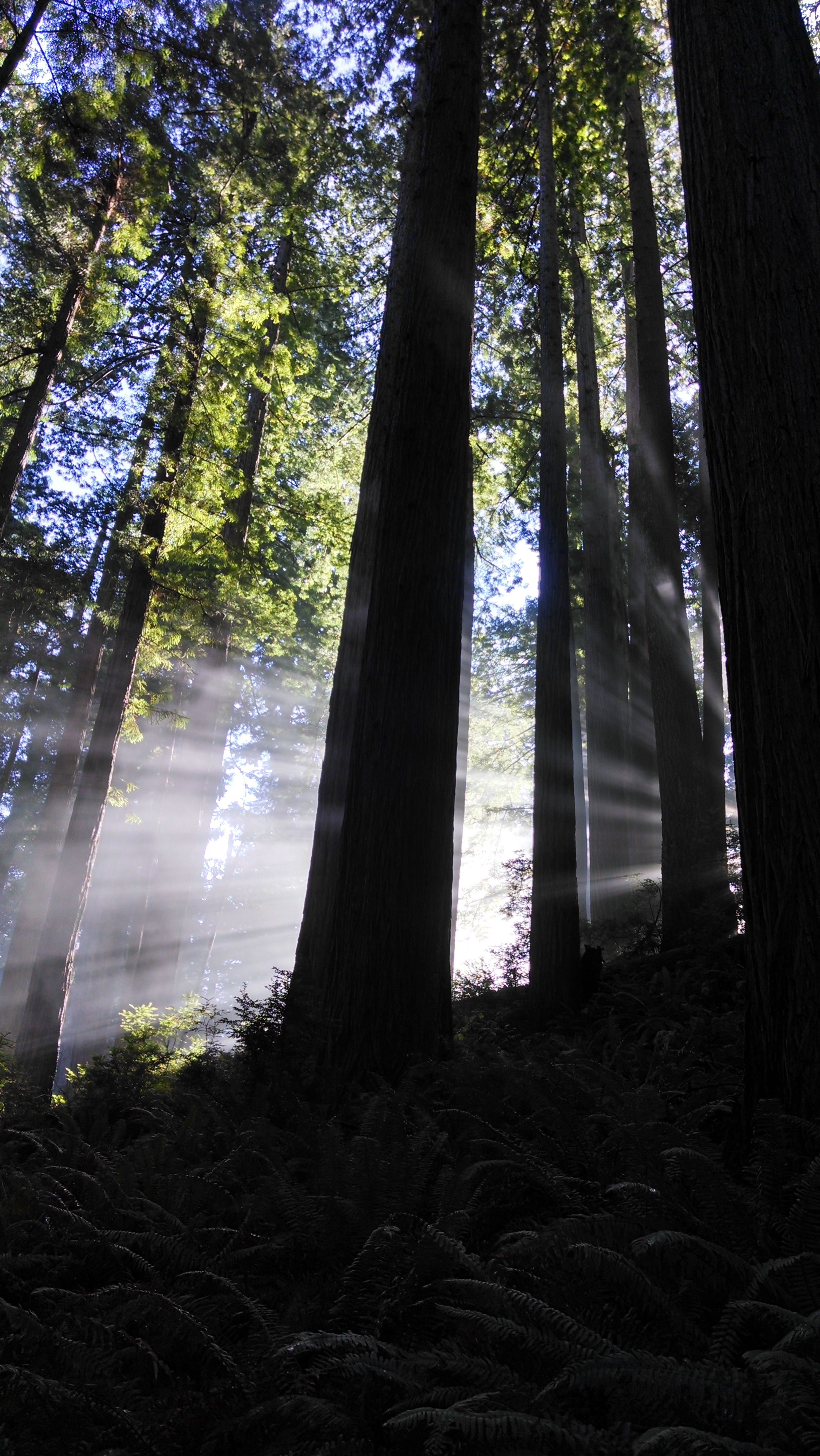 Redwoods73.jpg