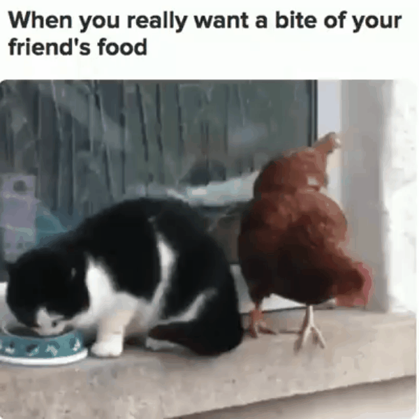 giphy (6).gif