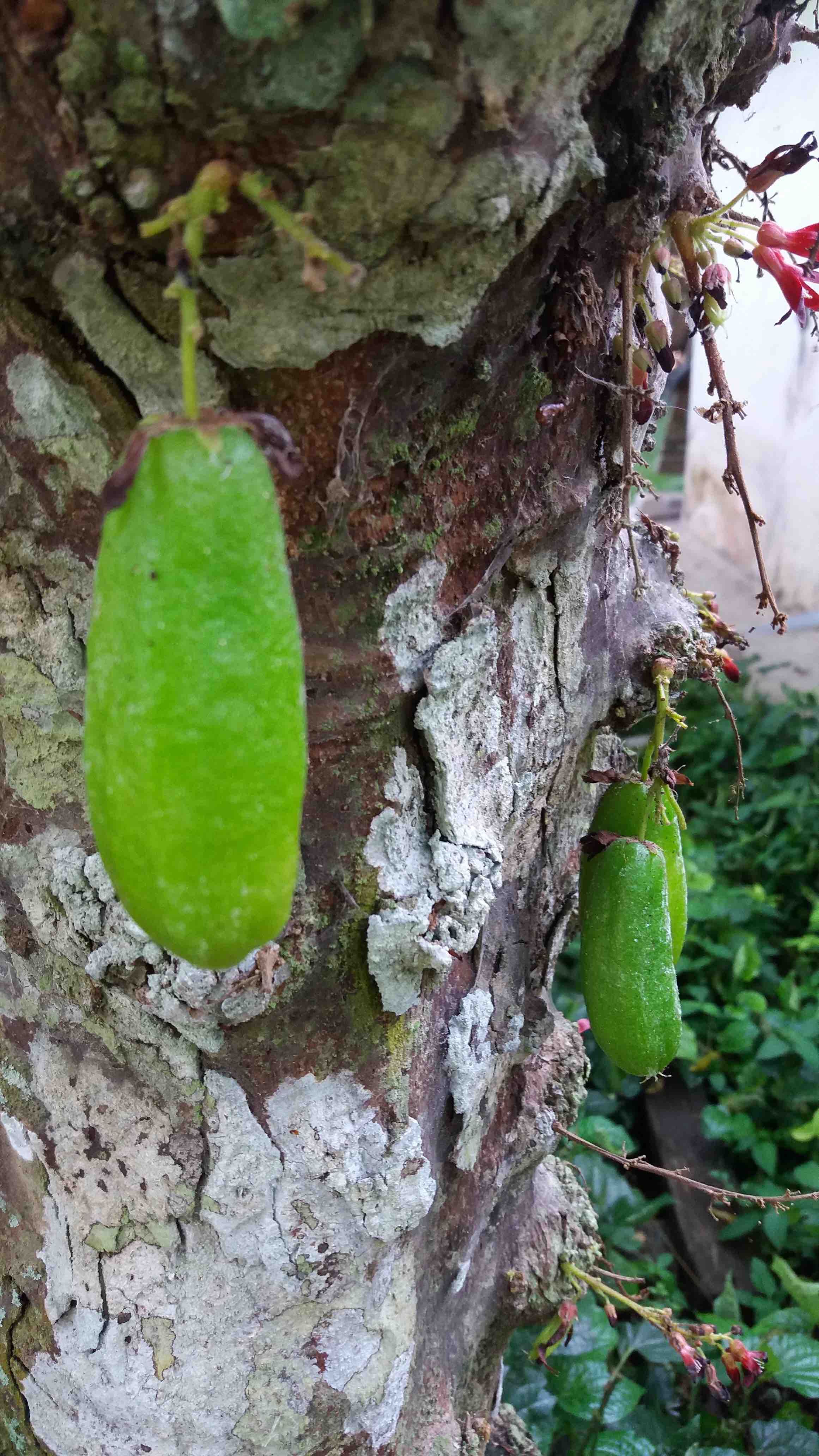 hanging averrhoa bilimbi fruit.jpg