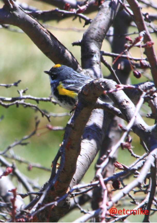 Yellow-rumped-warbler-Apr16-07-10.JPG